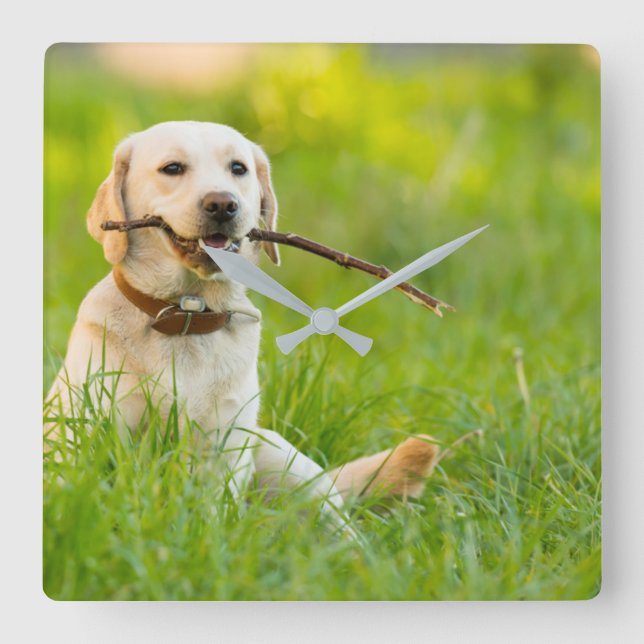 Horloge Carrée Jaune Labrador Joue Récupérer Avec Bâton (Recto)