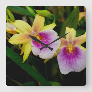Horloge Carrée Jaune rose violet Miltonia Sunset Orchidées