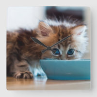 Jeune chaton persan