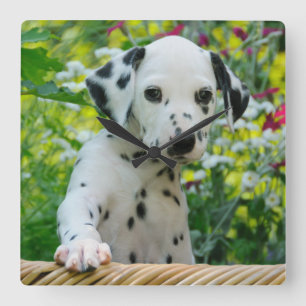 Horloge Carrée Joli portrait de chiot en Dalmatie - acrylique