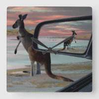 Kangaroo Sur La Plage,