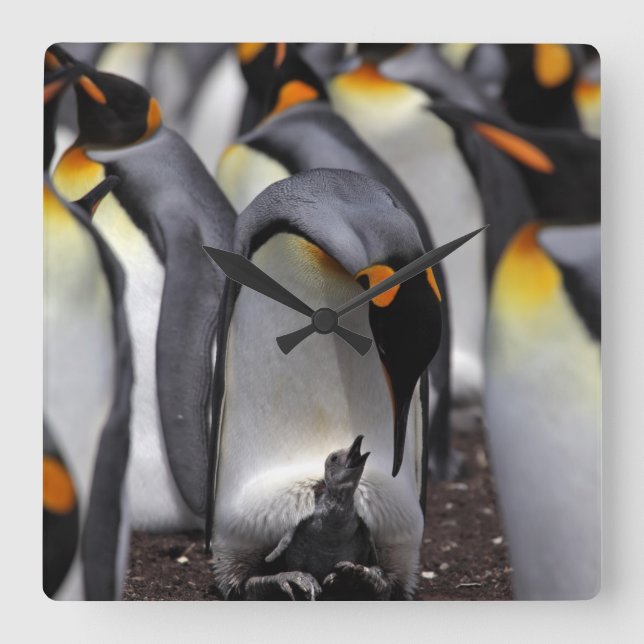 Horloge Carrée King Penguin (Recto)