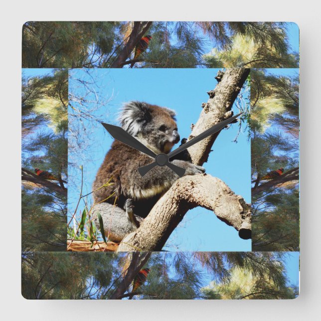 Horloge Carrée Koala In Old Pine Tree Framed With Lorikeet, (Recto)