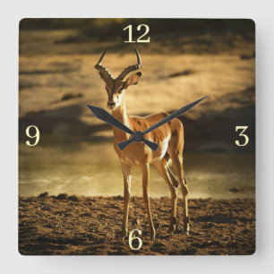 Horloge Carrée La faune africaine Impala dans le lit de la rivièr