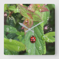 ladybule on leaf