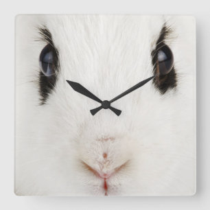 Horloge Carrée Lapin anglais (cuniculus d'Oryctolagus)