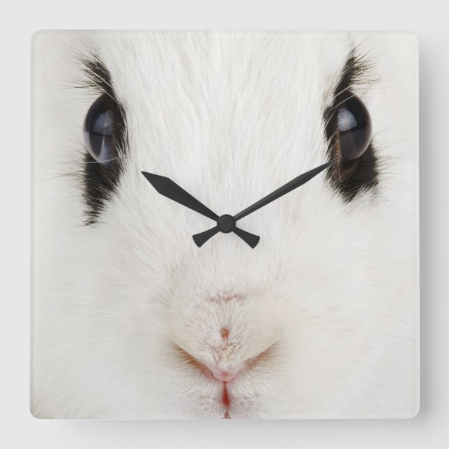 Horloge Carrée lapin anglais (Oryctolagus cuniculus) (Recto)