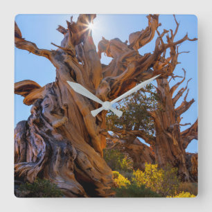 Horloge Carrée L'Arbre Sentinelle
