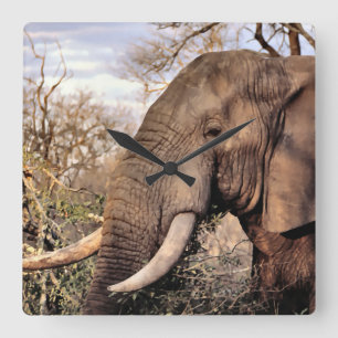 Horloge Carrée L'Art des Amateurs d'éléphants