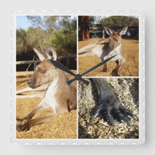 Horloge Carrée Lazing Kangaroo 3 picture Collage,