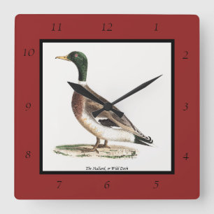 Horloge Carrée Le canard colvert ou sauvage (Anas platyrhynchos)