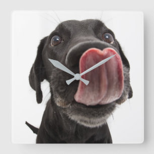 Horloge Carrée Le Labrador Noir se lâche le nez