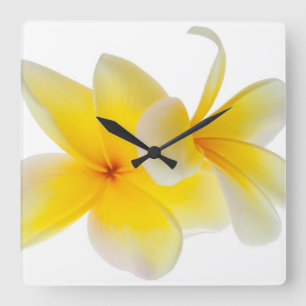 Horloge Carrée Le Plumeria fleurit le Frangipani jaune blanc