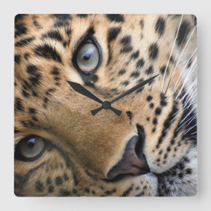 Horloge Carrée Le tigre CUB de Bengale synchronisent