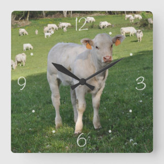 Horloge Carrée Le veau charolais