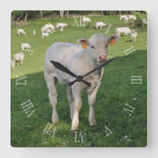 Horloge Carrée Le veau charolais dans un champ