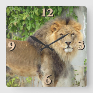 Horloge Carrée Lion à Maasai Mara 2