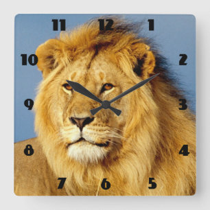 Horloge Carrée Lion d'Afrique 2