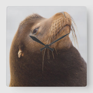 Horloge Carrée Lion de mer de Californie