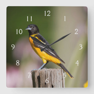 Horloge Carrée Loriole de Baltimore femelle dans un jardin fleuri