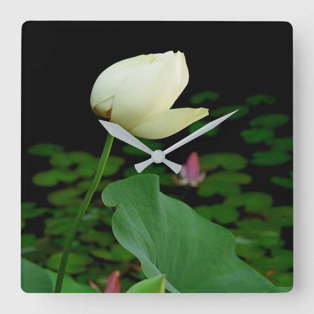 Horloge Carrée Lotus Water Lily Bud (Recto)