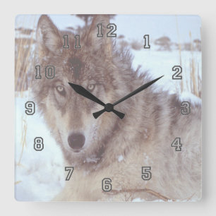 Horloge Carrée Loup gris en hiver