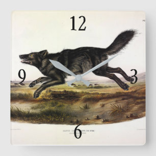 Horloge Carrée Loup noir ou Loup noir-américain (Canis Lupus)