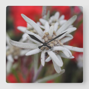 Horloge Carrée Lovely Edelweiss Leontopodium nivale