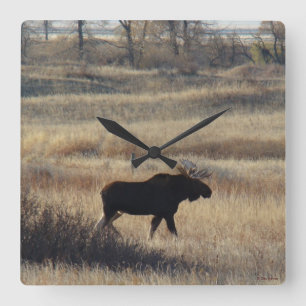 Horloge Carrée M5 Bull Moose