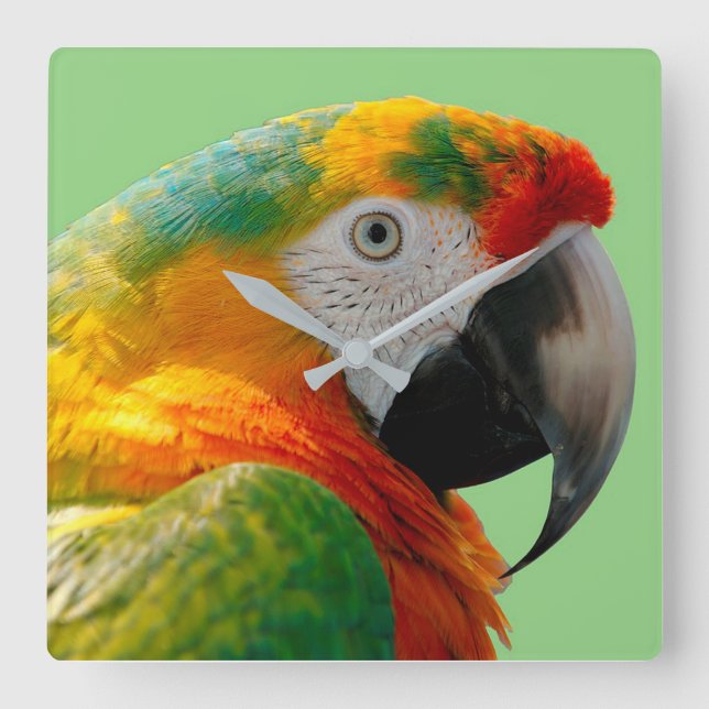 Horloge Carrée Macaw (Recto)