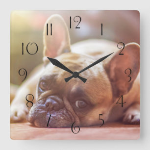 Horloge Carrée Magnifique bulldog français allongé