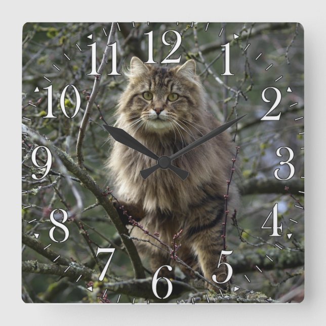 Horloge Carrée Maine Coon cheveux longs Tabby Chat Animal Animaux (Recto)