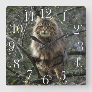 Horloge Carrée Maine Coon cheveux longs Tabby Chat Animal Animaux