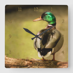 Horloge Carrée Mallard Duck