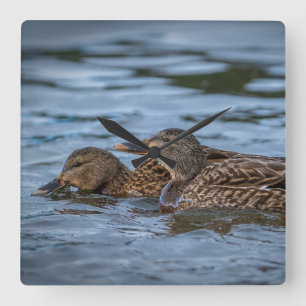 Horloge Carrée Mallard Ducklings