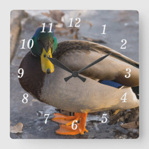 Horloge Carrée Mallard Sur L'Horloge Du Mur De Glace