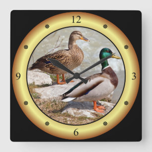Horloge Carrée Mallards ~ Canards sauvages ~ Anas platyrhynchos ~