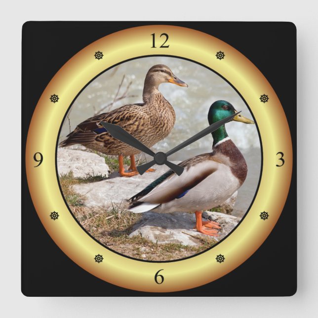 Horloge Carrée Mallards ~ Canards sauvages ~ Anas platyrhynchos ~ (Recto)