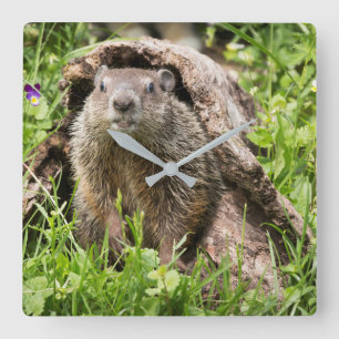 Horloge Carrée Marmotte dans un tronc creux