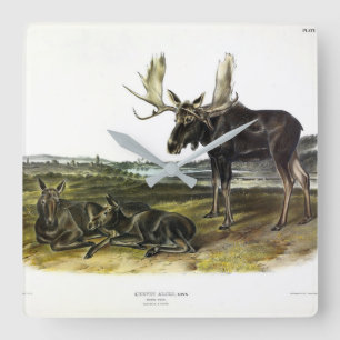 Horloge Carrée Moose Deer (Moose - Alces alces) par Audubon