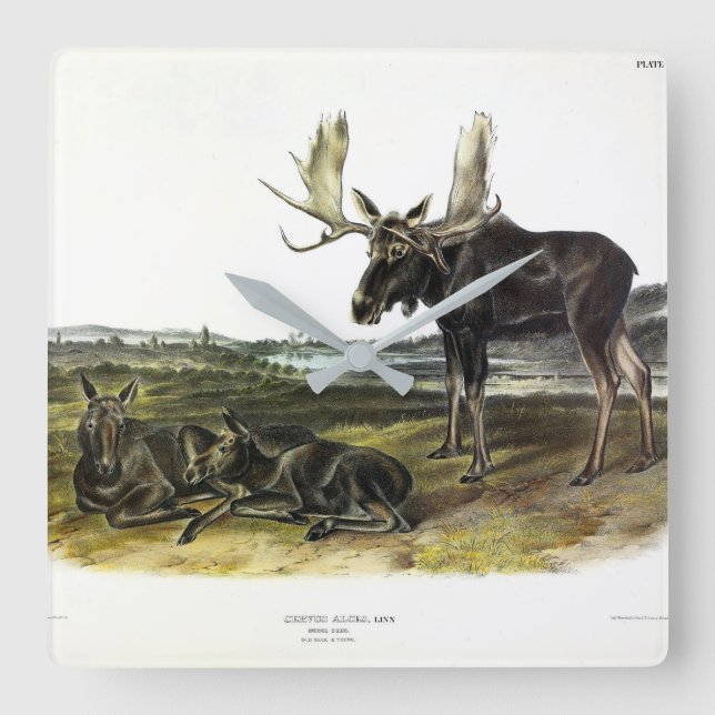 Horloge Carrée Moose Deer (Moose - Alces alces) par Audubon (Recto)