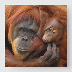 Horloge Carrée Mother & Baby Orangutan
