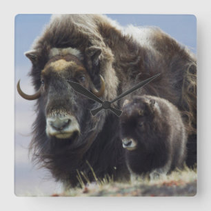 Horloge Carrée Musk Ox with Calf