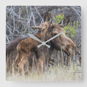 Horloge Carrée Newborn Moose Calf Nuzzling its Mother