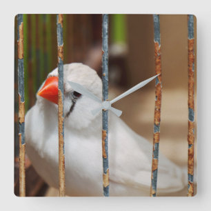 Horloge Carrée Oiseau blanc Zèbre Finch en cage