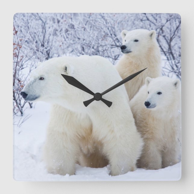 Horloge Carrée Ours blancs et deux petits animaux (Recto)