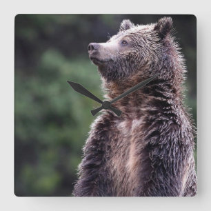 Horloge Carrée Ours gris debout