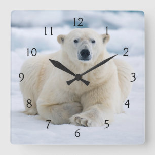 Horloge Carrée Ours polaire adulte sur la banquise d'été