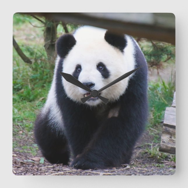 Horloge Carrée Panda_20190301_by_JAMFoto (Recto)