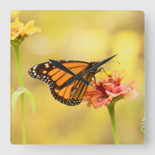 Horloge Carrée Papillon Monarque sur Zinnia